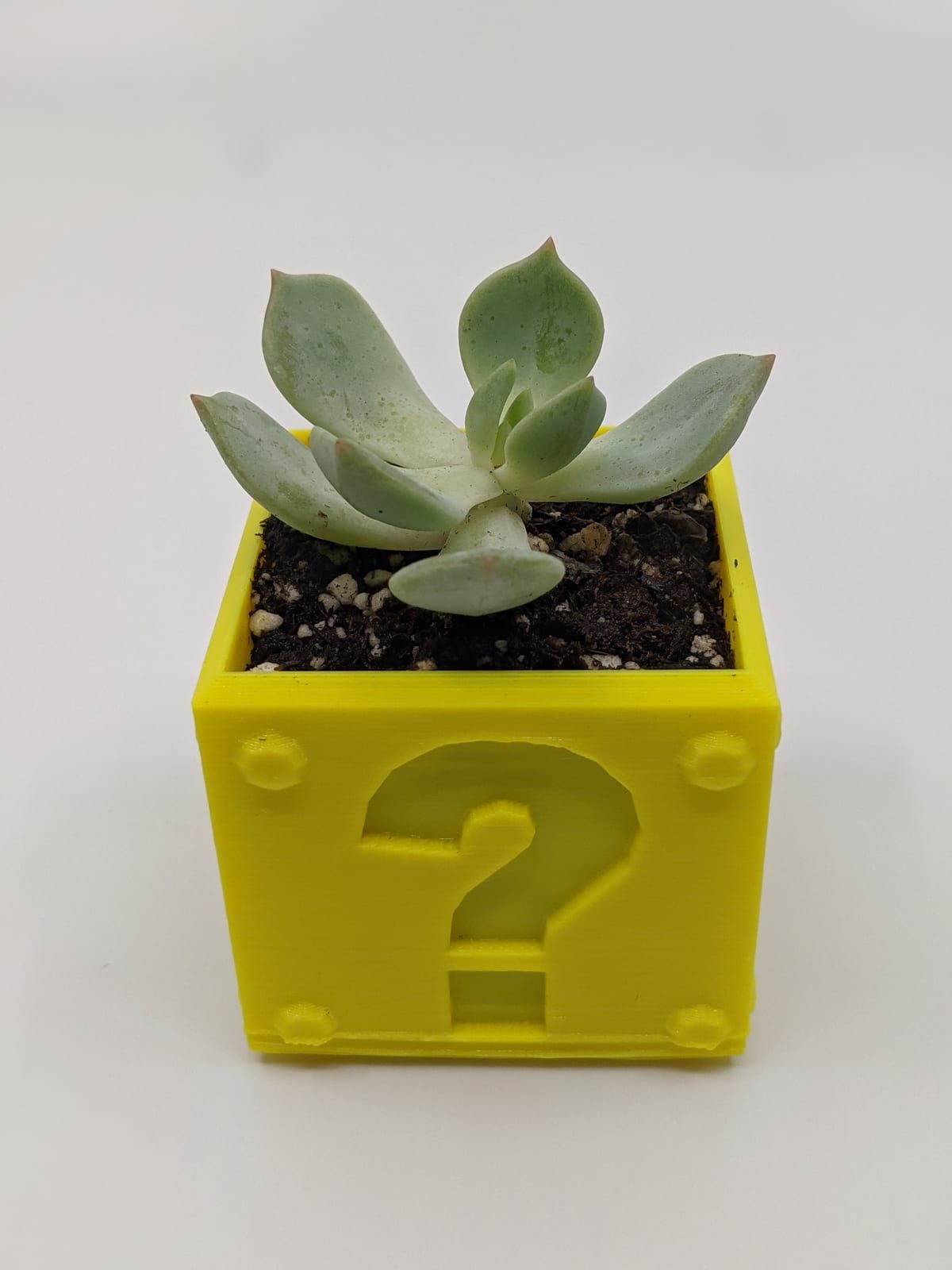 Yellow 3D-printed Super Mario question-block planter holding a small green succulent